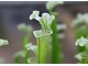 Kapturnica (Sarracenia) - wabi owady jasnym ubarwienieniem dzbanków i nektarem