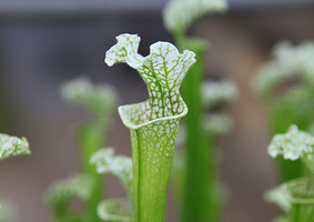 Kapturnica (Sarracenia) - wabi owady jasnym ubarwienieniem dzbanków i nektarem