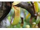 Dzbanecznik (Nepenthes) - u tych roślin owadożernych specjalne gruczoły wydzielają wabiącą owady ciecz, która gromadzi się na spodniej stronie wieczka dzbanka