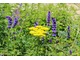 Achillea i Agastache "Black Adder"