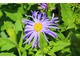 Aster frikartii "Monch" - ma kwiaty od lipca do końca września, jest odporny i zdrowy