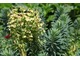 Euphorbia characias to roślina używana od czasów starożytnych w leczeniu guzów, brodawek i raka