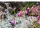 Dierama dracomontanum pochodzi z Afryki i ma wygięte pędy z kwiatami w kształcie dzwonków. Nadaje się do ogrodów skalnych, jednak u nas nie przezimuje