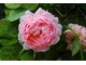 Róża "Constance Spry"