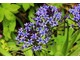 Cebulica peruwiańska (Scilla peruviana) jest powszechnie uprawiana w Europie jako wiosenna bylina cebulowa, u nas jest rzadkością z racji jej przemarzania w mróźniejsze zimy