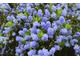  Ceanothus delilianus, ciemnoniebieskie kwiaty zebrane w okazałe wiechy stanowią o wyjątkowej urodzie tego krzewu