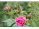 Róża "Pink Grootendorst"