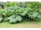 Gunnera manicata - tutejszy olbrzym, fot. Michał Młoźniak