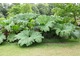 Gunnera manicata - tutejszy olbrzym, fot. Michał Młoźniak