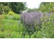 Phlomis tuberosa "Amazone"