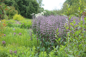 Phlomis tuberosa "Amazone"