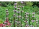 Phlomis tuberosa "Amazone"