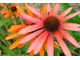 Echinacea purpurea "Orange Luxury", fot. Hanna Szczęsna