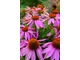 Echinacea purpurea "Mistral", fot. Hanna Szczęsna