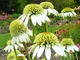 Echinacea purpurea "Milkshake", fot. Hanna Szczęsna