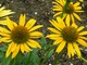 Echinacea purpurea "Mango", fot. Hanna Szczęsna