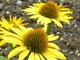 Echinacea purpurea "Maui Sunshine", fot. Hanna Szczęsna