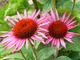 Echinacea purpurea "Liliput", fot. Hanna Szczęsna