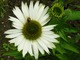 Echinacea purpurea "Virgin", fot. Hanna Szczęsna