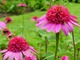 Echinacea purpurea "Catharina", fot. Hanna Szczęsna