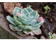 Echeveria – rodzaj roślin należący do rodziny gruboszowatych