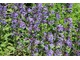 Nepeta - kocimiętka