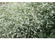  Modrak sercolistny (Crambe cordifolia) - gigantyczna roślina o chmurze białych,  słodko pachnących kwiatków