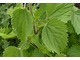 Pokrzywa zwyczajna (Urtica dioica) - wszechstronna roślina używana w kosmetyce, zielarstwie i medycynie. Chlorofil otrzymywany z pokrzywy wykorzystuje się w leczeniu choroby popromiennej