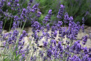 Lawenda (Lavandula) - roślina kosmetyczna uprawiana dla eterycznych olejków wykorzystywanych w kosmetyce