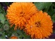 Nagietek lekarski (Calendula officinalis) - roślina lecznicza i kosmetyczna. Pierwsze wzmianki o zastosowaniu nagietka w medycynie pochodzą z XII wieku. Przypisuje mu się właściwości magiczne