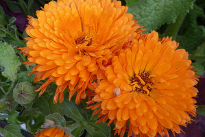 Nagietek lekarski (Calendula officinalis) - roślina lecznicza i kosmetyczna. Pierwsze wzmianki o zastosowaniu nagietka w medycynie pochodzą z XII wieku. Przypisuje mu się właściwości magiczne