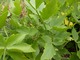 Lubczyk ogrodowy (Levisticum officinale) - aktualnie wchodzi w skład wielu mieszanek ziołowych, przyprawy "Maggi", różnorodnych kostek bulionowych i zup błyskawicznych. W Anglii rozdrobnione nasiona dodawano do wypieku chleba
