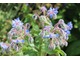 Ogórecznik lekarski (Borago officinalis) - surowiec zielarski, zawiera flawonoidy, garbniki, sole mineralne. Roślina miododajna i kosmetyczna