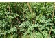 Ruta chalepensis (zioło łaski) pochodzi z obszaru Morza Śródziemnego, świeża ruta powoduje czasem silne wysypki na skórze i zaczerwienienia