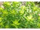 Euphorbia cornigera - wilczomlecz.  Wszystkie części rośliny są wysoce toksyczne w przypadku połknięcia. Mleczny sok może powodować podrażnienie skóry i oczu