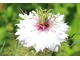 Czarnuszka siewna (Nigella sativa) - owoce zawierają czarne, pachnące kamforą nasiona, których smak jest początkowo gorzki, a później aromatyczny. Wykazuje cechy antybiotyczne, antywirusowe, antygrzybiczne i antybakteryjne.