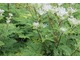  Olszewnik - Selinum wallichianum - gatunek rośliny z rodziny selerowatych. Występuje w całej Europie. W Polsce także roślina rozpowszechniona