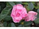 Rosa polyanta "Nypels Perfection"