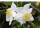 Zauważyłam ciekawy, na biało kwitnący krzew - Carpenteria californica