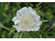 Driakiew (Scabioza)