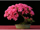 E024 rhododendron
